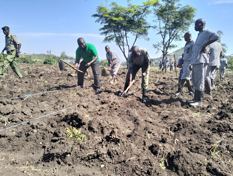 Green World organisation secretary general Isaac Otieno, officer in charge of Homa Bay prison farm Isaiah Ndege and inmates during the launch of sorghum production at Homa Bay prison on September 21, 2022