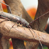 Banded Hickory Longhorn