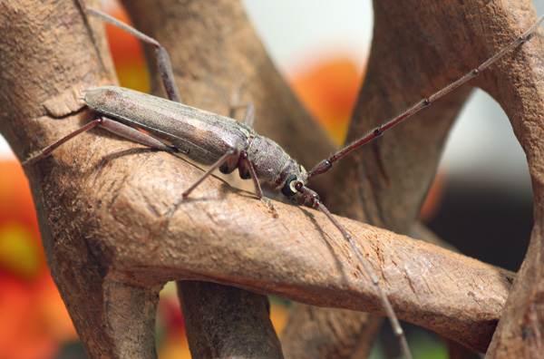 Banded Hickory Longhorn