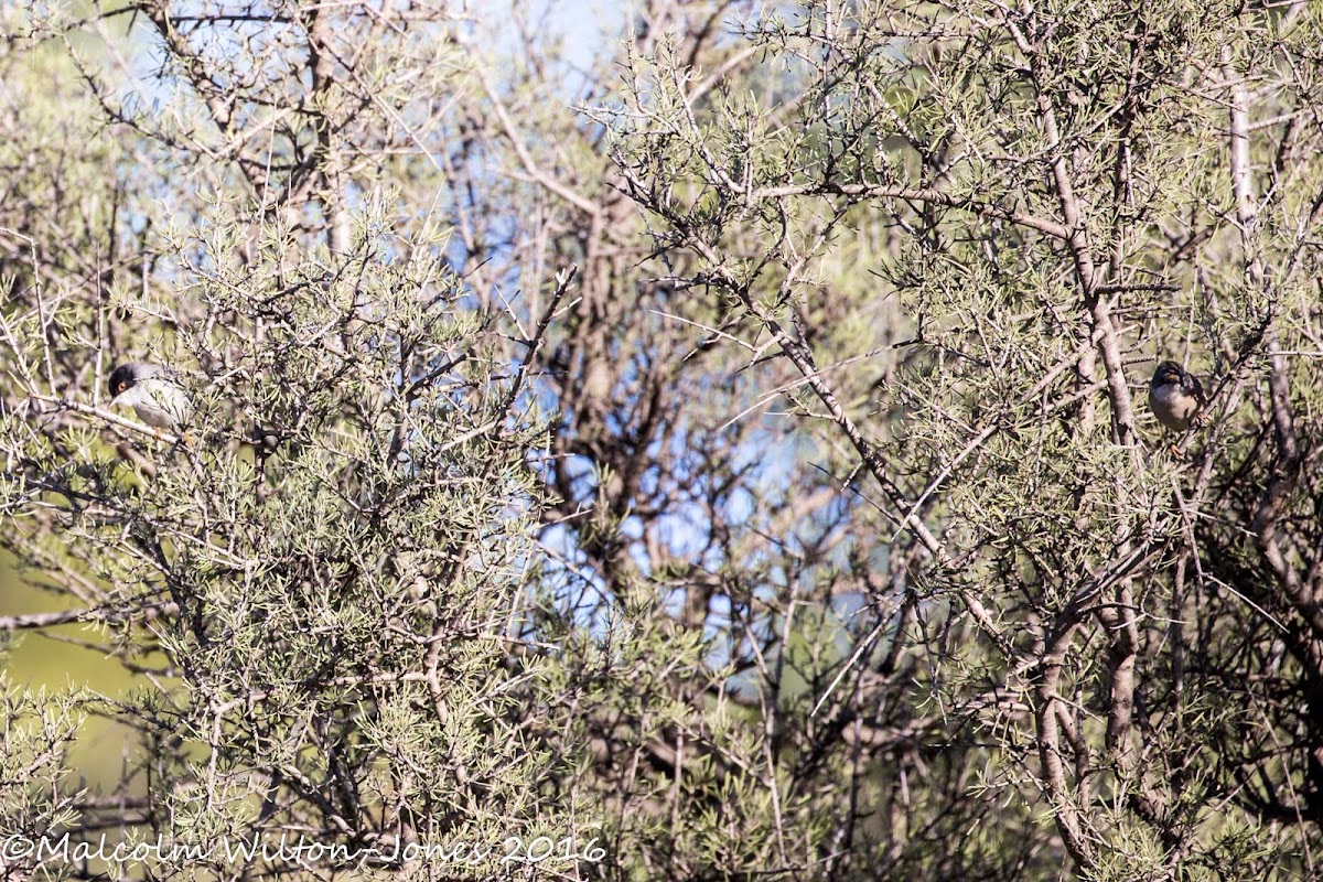 Sardinian Warbler; Curruca Cabicinegra