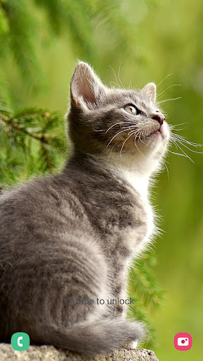 Screenshot Cat Wallpaper & Backgrounds