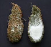 Left, a prinia nest from Koeberg Nature Reserve. Right, the nest cut in half, exposing its kapokbossie fluff lining.