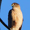 Cooper's Hawk