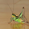 Katydid or Bush cricket