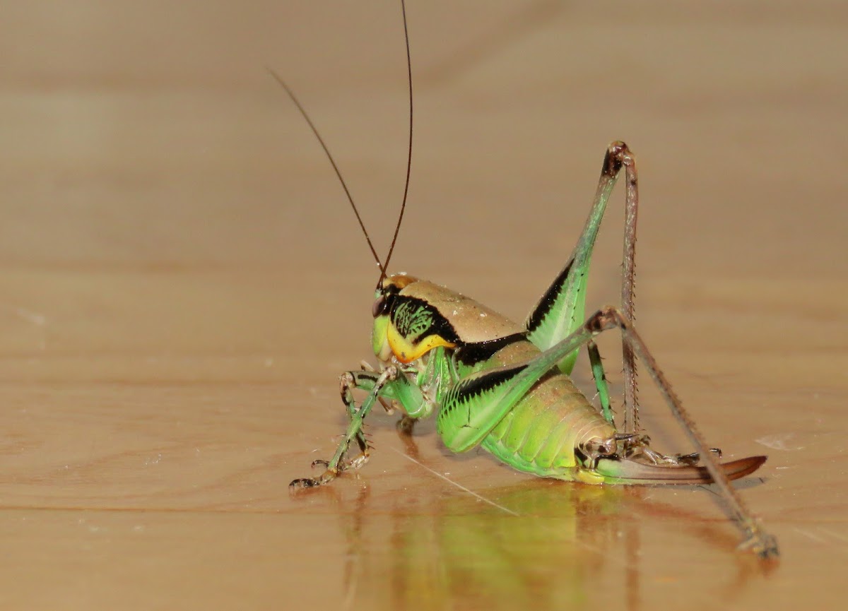 Katydid or Bush cricket