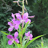 Fireweed