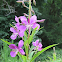 Fireweed