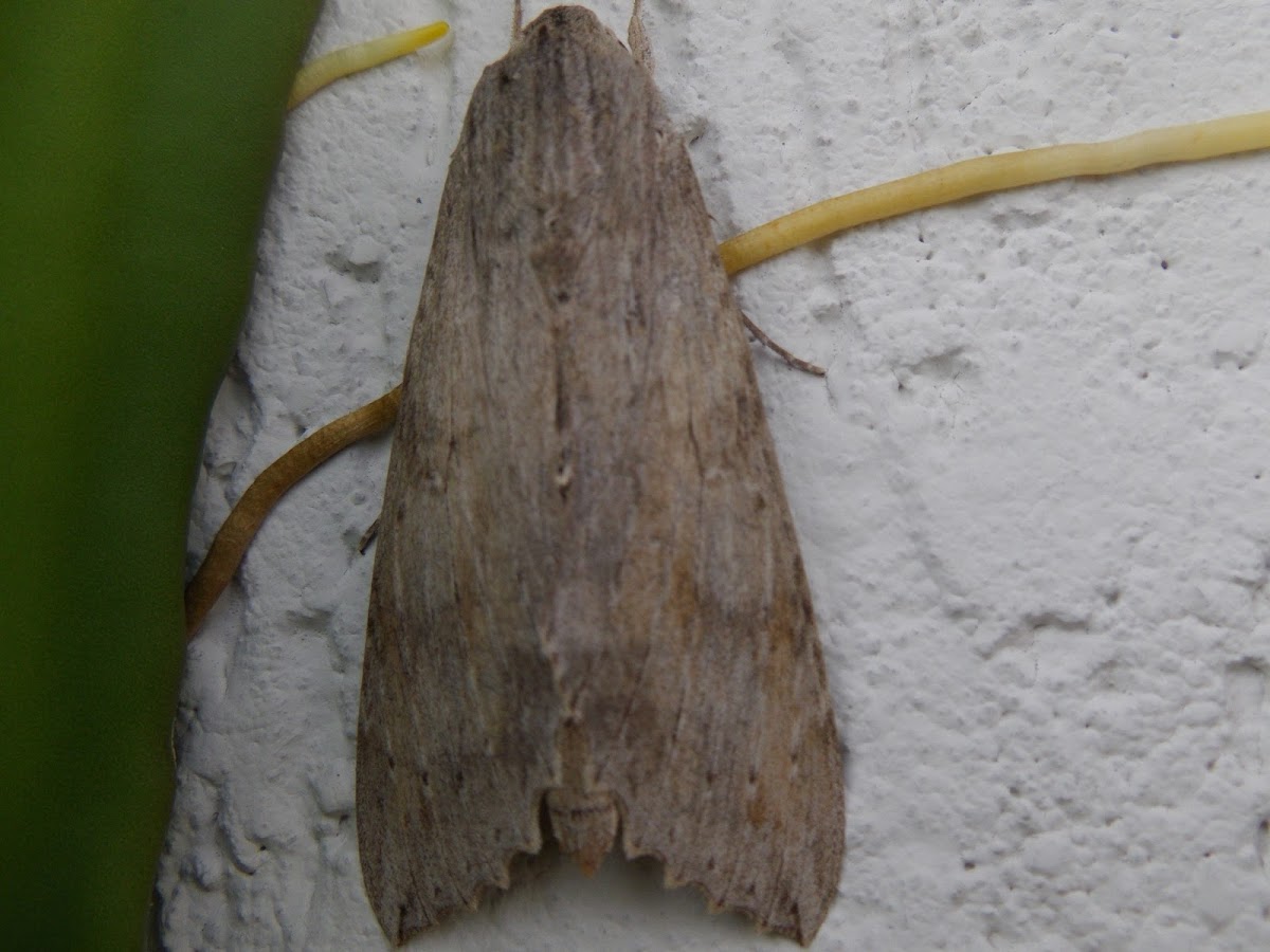 Moth