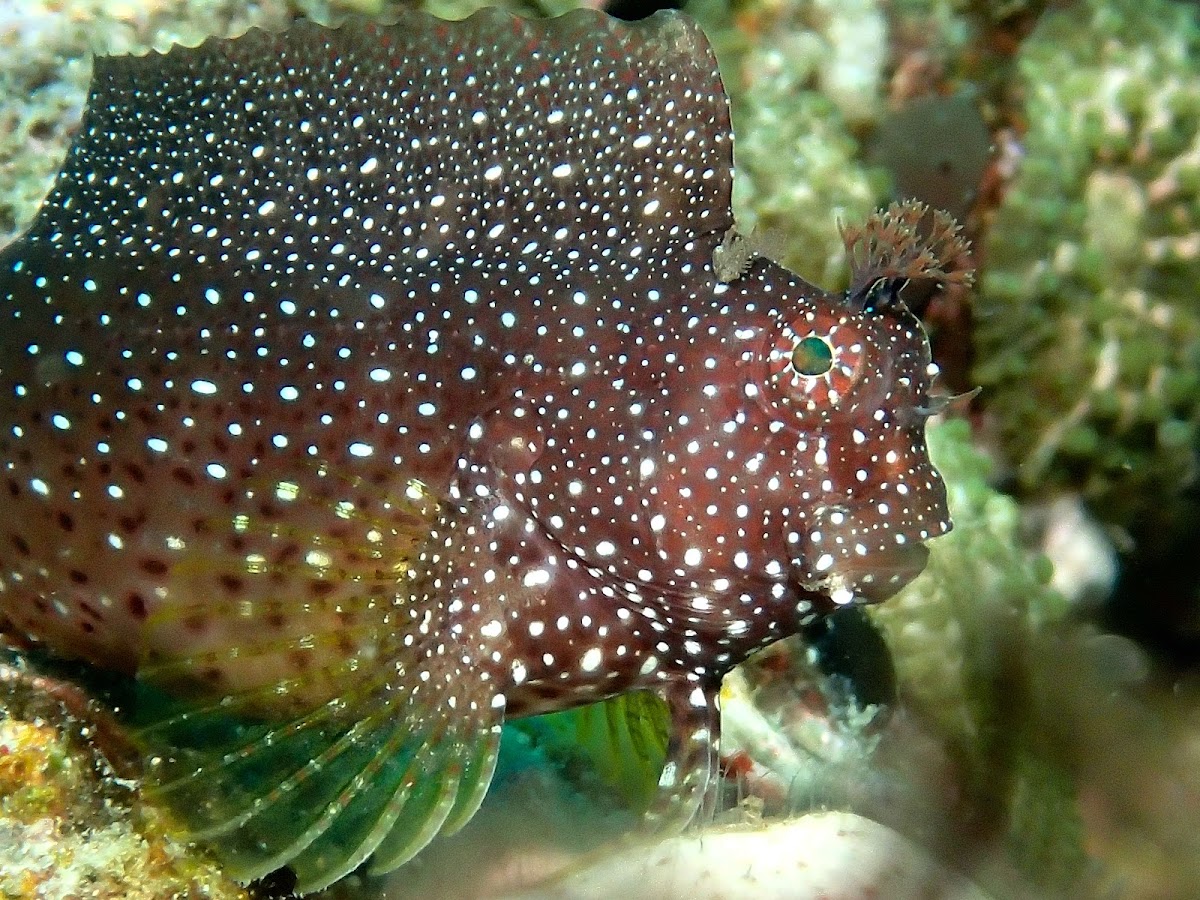 White Spotted Blenny