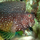 White Spotted Blenny