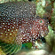 White Spotted Blenny