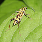 Bamboo Borer