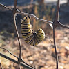 Monarch Caterpillar