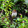 Orange-spotted Bulbul