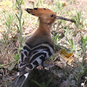 Hoopoe