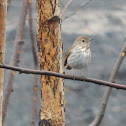 Hermit Thrush