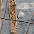 Hermit Thrush