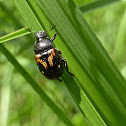 Pygmy Chafer