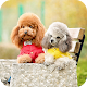 Download Cute Little Puppy Wallpaper For PC Windows and Mac