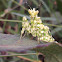 Spiny Flower Mantis