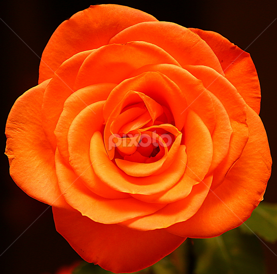 single orange rose