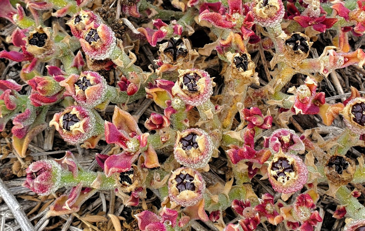 Crystalline ice plant