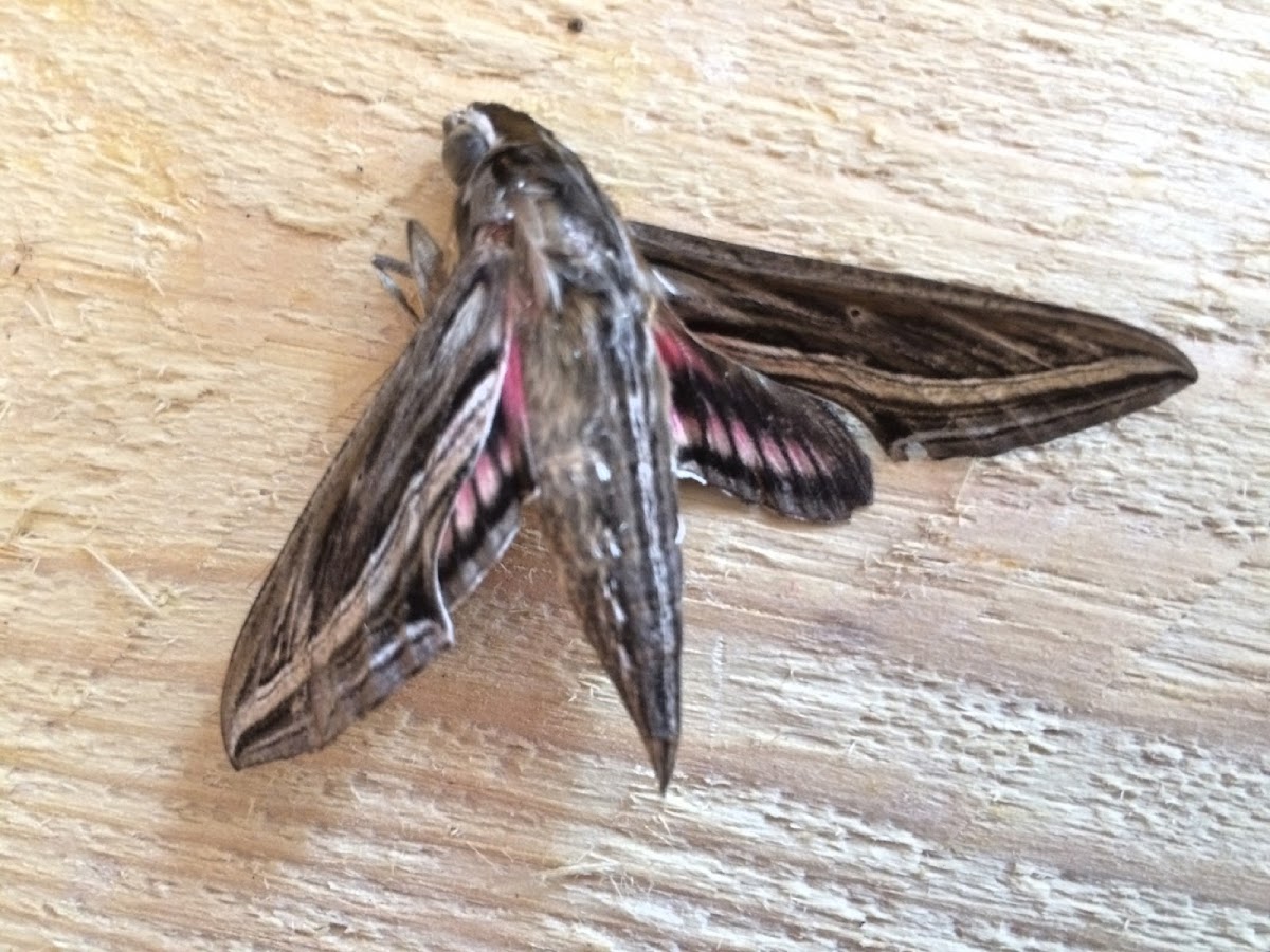 Vine Hawk-moth or Silver-striped Hawk-moth