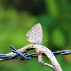 Plains Cupid