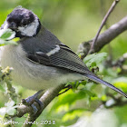 Great Tit