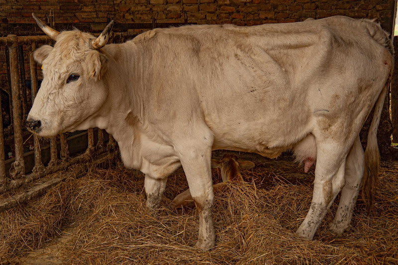 La mucca e il vitellino di Gian Piero Bacchetta