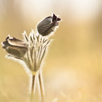 Pulsatilla di 