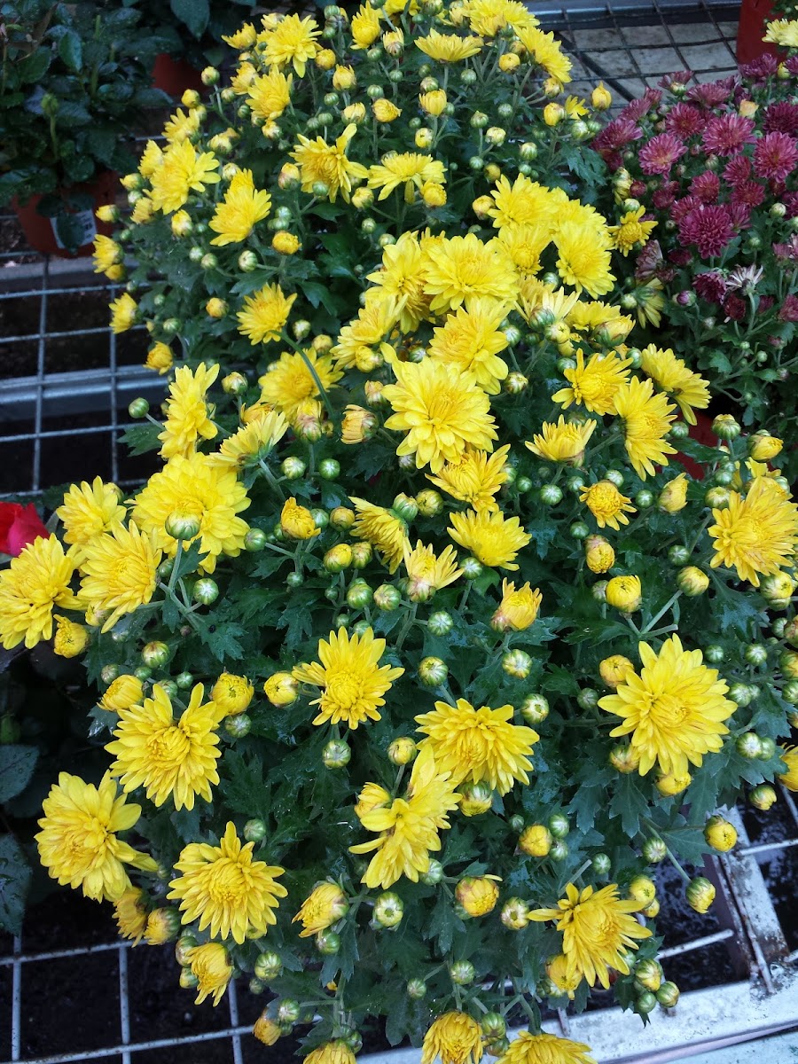 Chrysanthemum