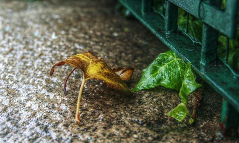 L'ultimo saluto di Giovanna_Tamponi