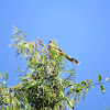 Chalk-browed mokingbird