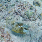 Trunkfish