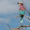 Lilac-breasted roller