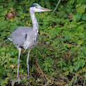 Grey Heron