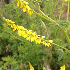 Yellow Sweet Clover