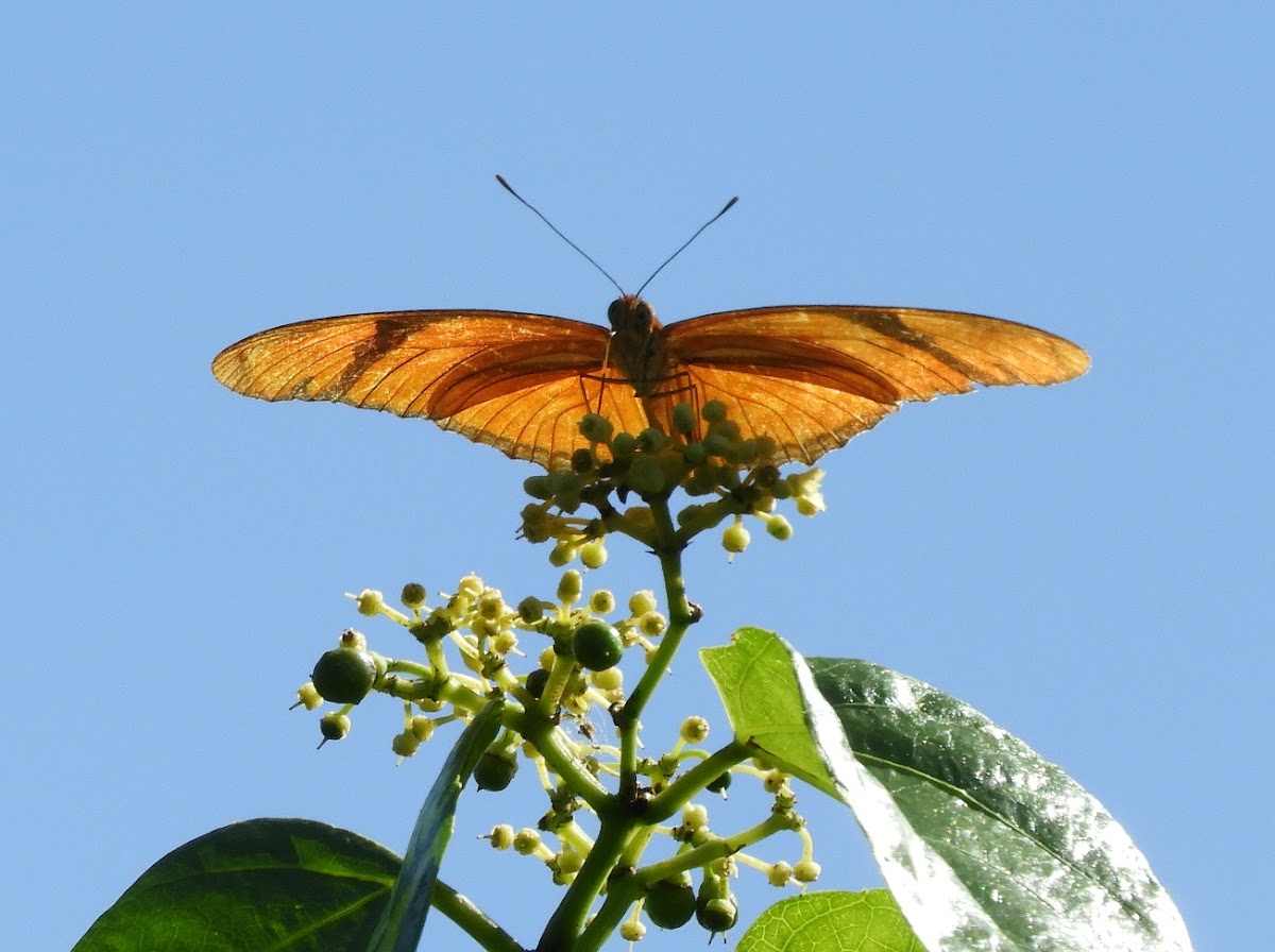 Dryas i. iulia