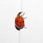 Multicolored Asian Lady Beetle