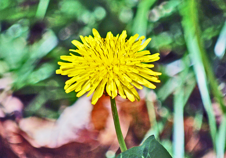 Coltsfoot