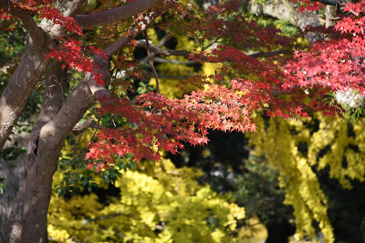 GSの紅葉に関するカスタム事例の投稿画像4枚目