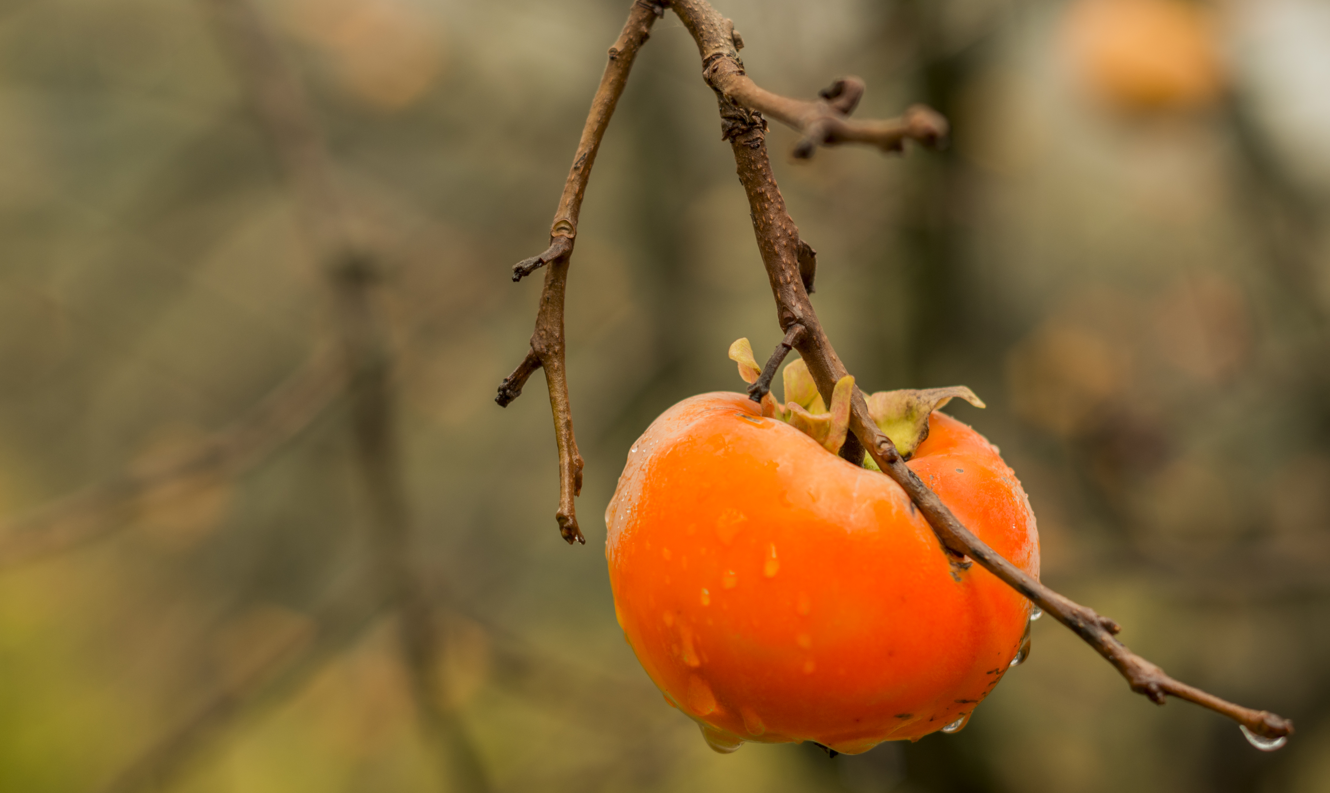 Dolce e rotondo di Gabribocc