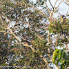 Silvered Leaf Monkey