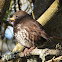 Sooty fox sparrow