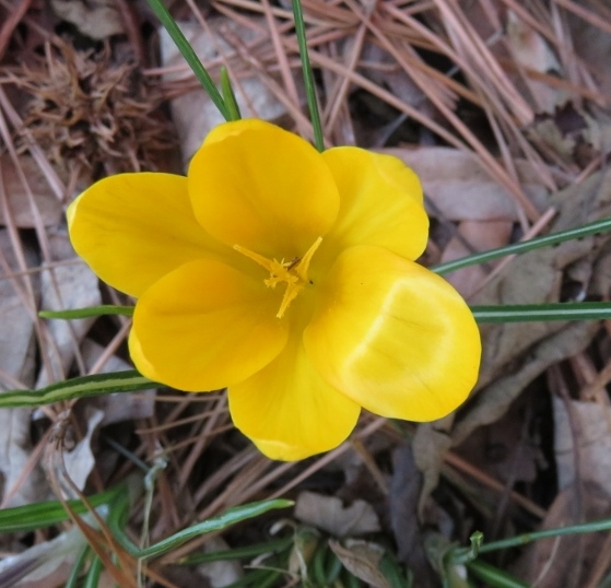 Crocus