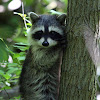 Northern Raccoon (Kit)