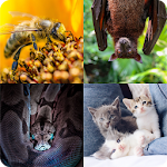 Cover Image of Unduh Guess The Animal 7.2.3z APK