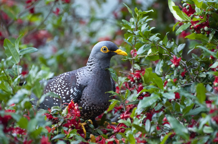 African Olive Pigeons fancy luxury too.