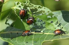 Japanese Beetle